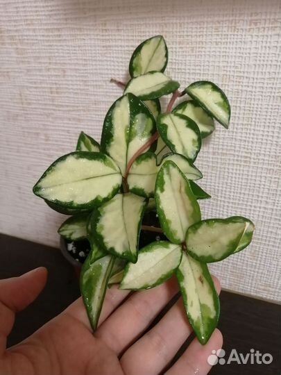 Хойя карноза триколор