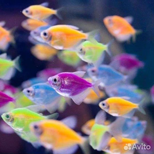 Тернеции Данио Неон Коридорас Гуппи Петушок