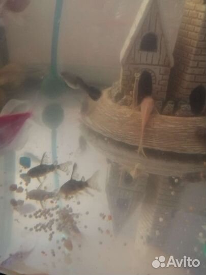 Крапчатые сомики вуалевые, данио гло, аквариумы