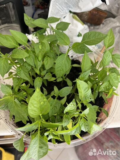 Рассада сладкого перца