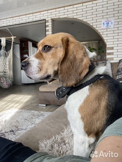 Бигль вязка