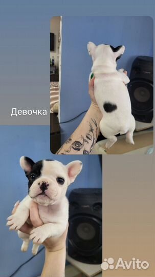 Французский бульдог щенки