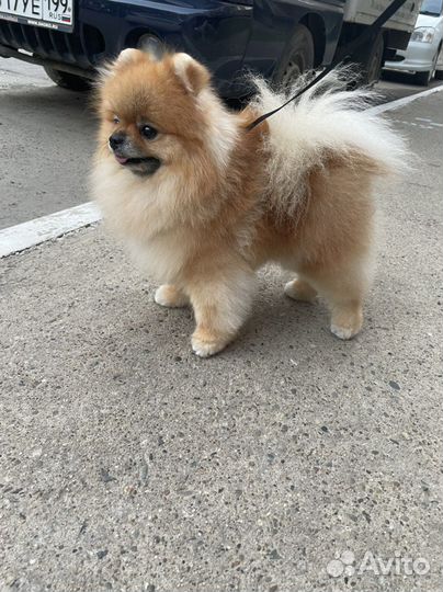 Шпиц для вязки