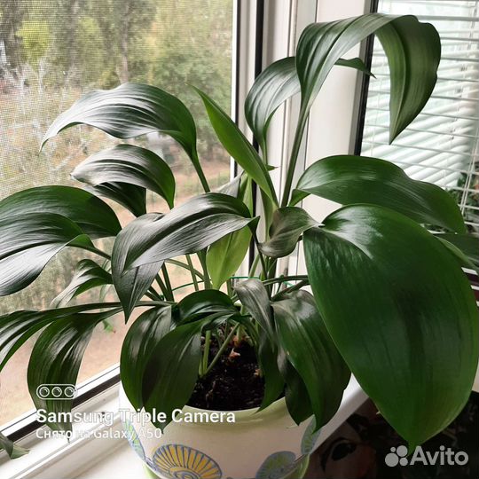 Эухарис амазонская лилия