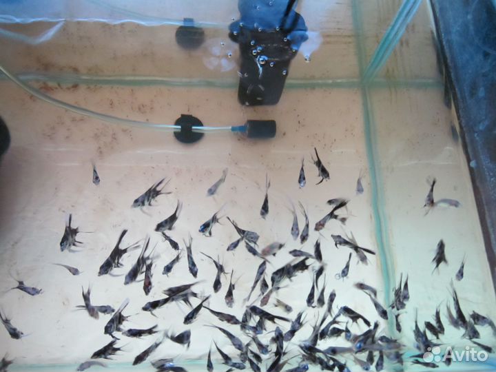 4-х месячные скалярии