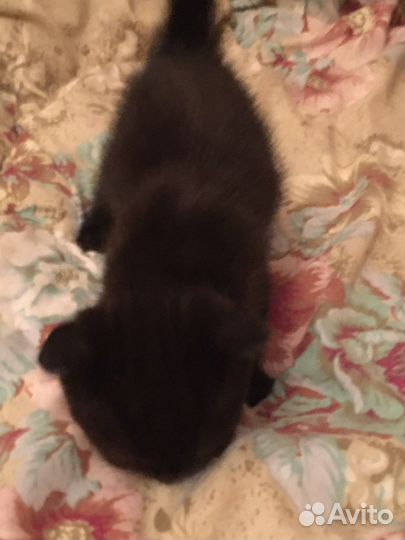 Котята в семью