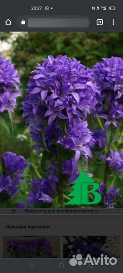 Колокольчик скученный