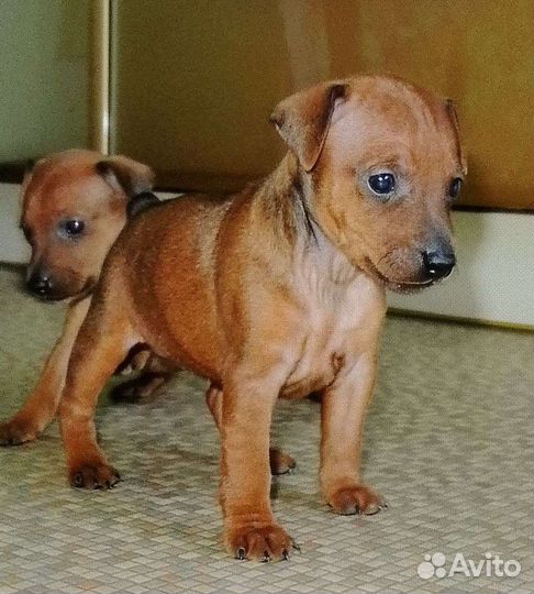 Щенки цвергпинчера