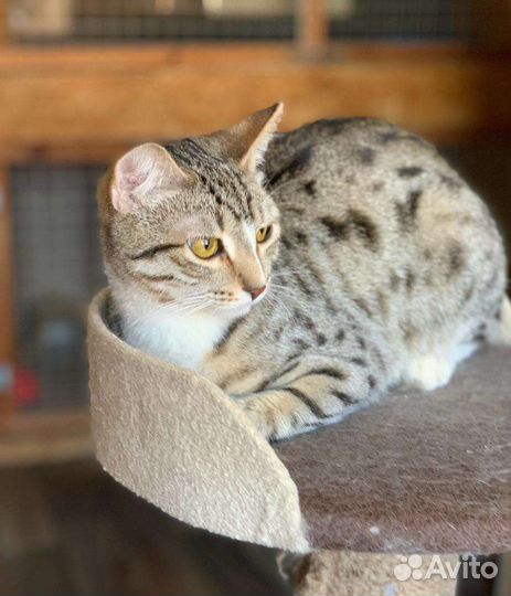 Красавчик орфей