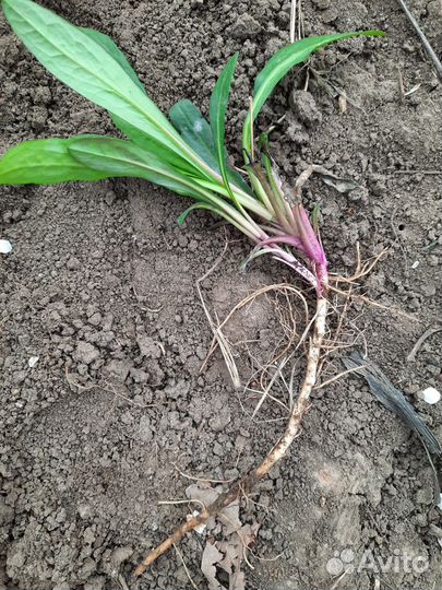 Астра кустарниковая Аполло