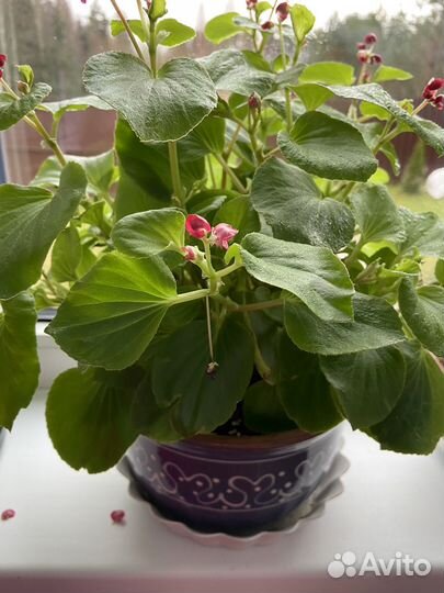 Бегония вечноцветущая махровая