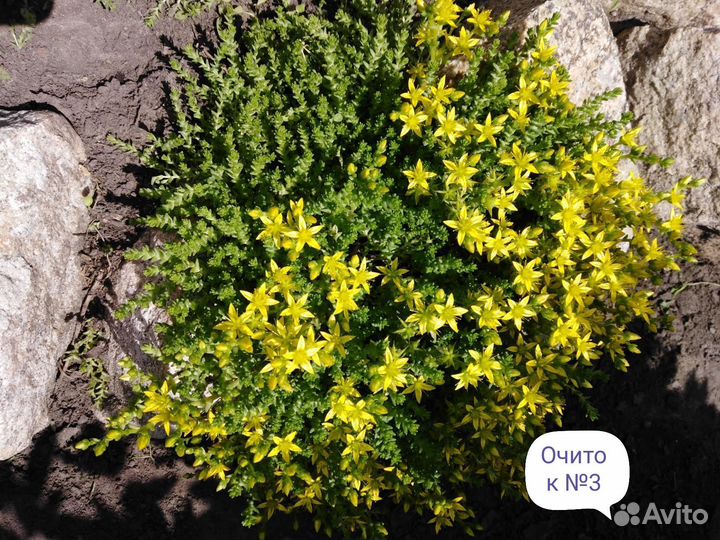 Многолетники ч. 4. Предварительный заказ