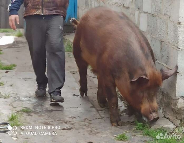 Услуги хряка