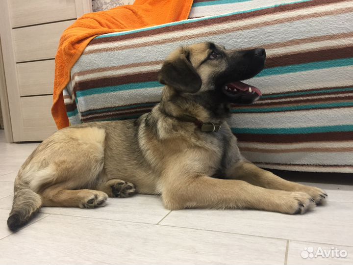 Мона - собака необыкновенной красоты в добрые руки