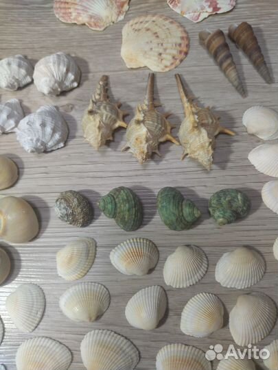 Морские ракушки для поделок