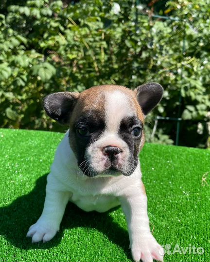 Французский бульдог щенки РКФ