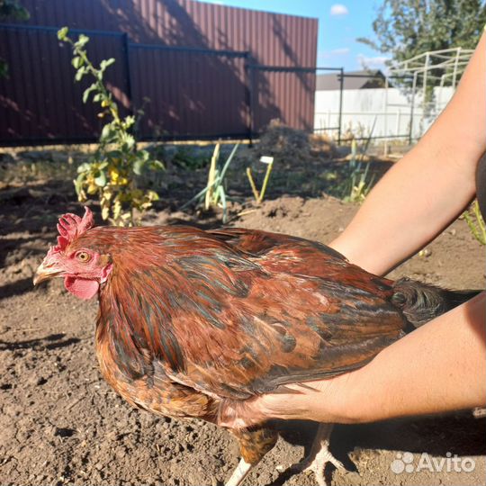 Молодые петухи в рядом