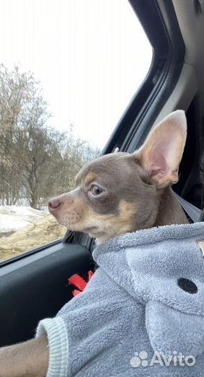 Щенок mini Купер