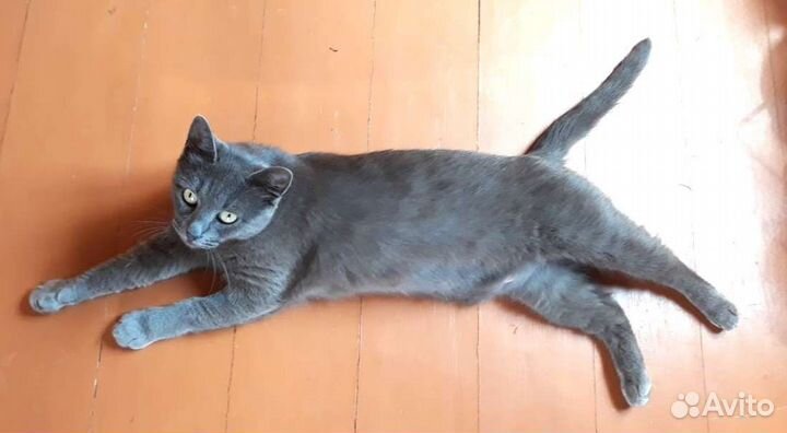 Кошки в добрые руки