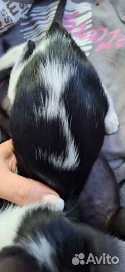 Ориентальный котёнок ушки экстрим