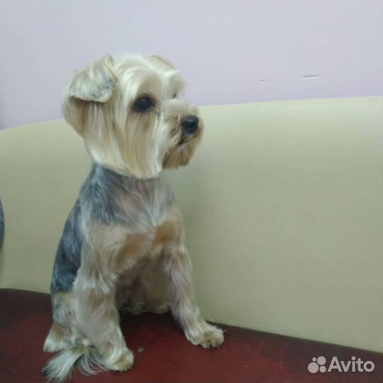 Северск стрижка собак и кошек, Pet груминг