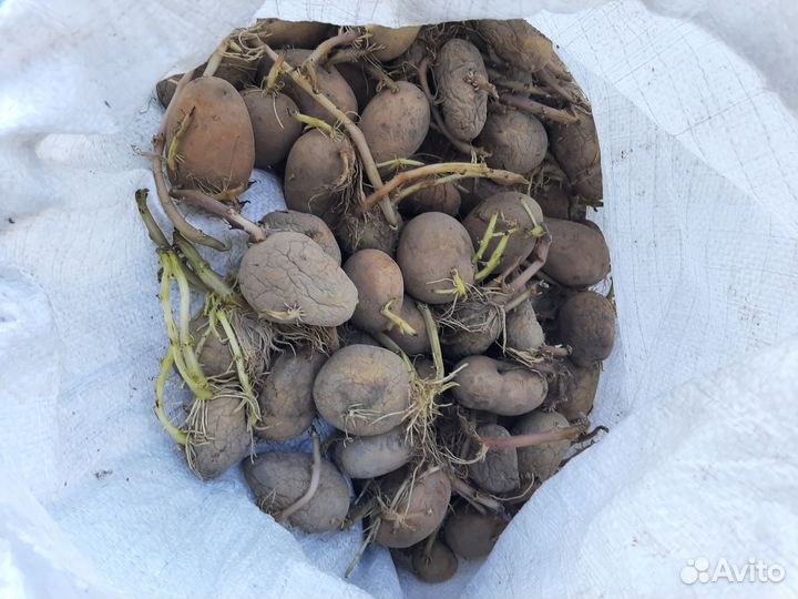 Семенной картофель