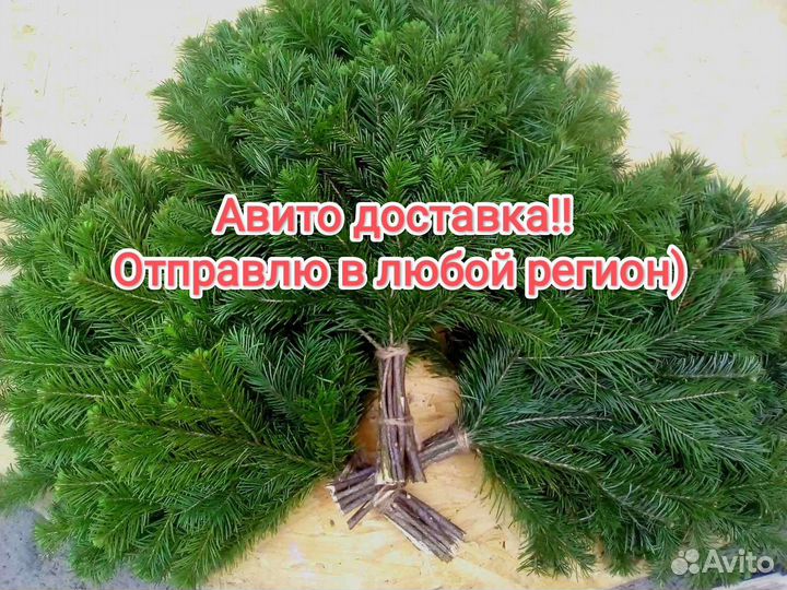 Пихтовые веники