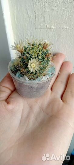 Кактус Крассула Каланхоэ лечебный