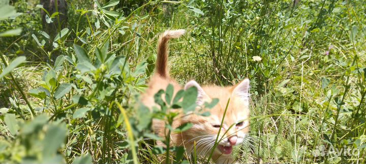 Домашние животные кошки