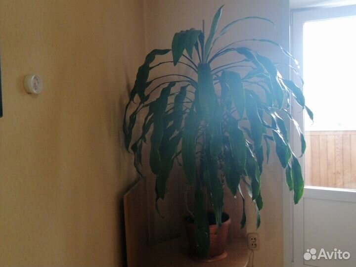 Комнотное пальмовое растение Драцена Массанжеана