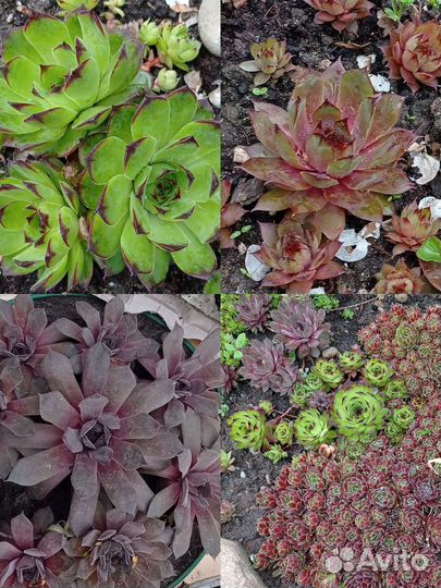 Цветы, Каменная роза