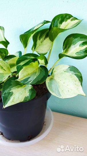 Эпипремнумы, Сциндаптусы, Сингониумы