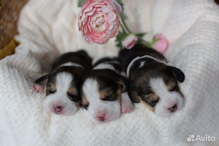 Щенки бигль