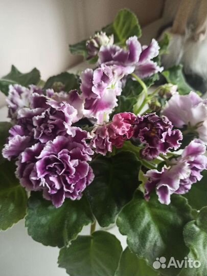 Сортовые фиалки