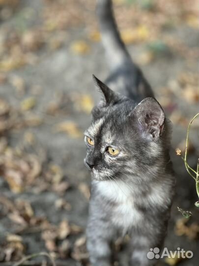 Котята в добрые руки бесплатно котенок девочка