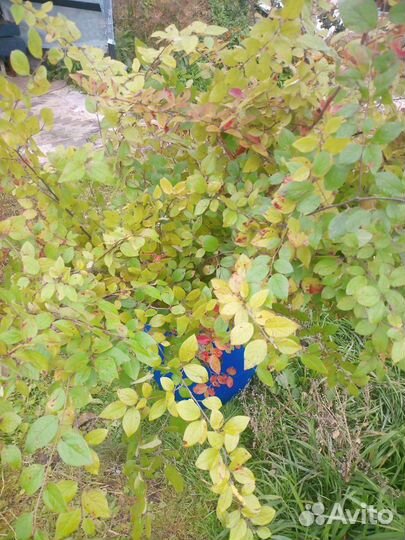 Кизильник. Живая изгородь