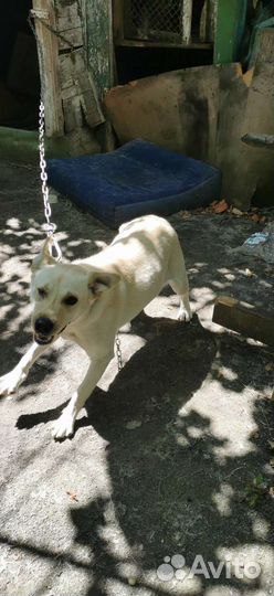 Собаки бесплатно