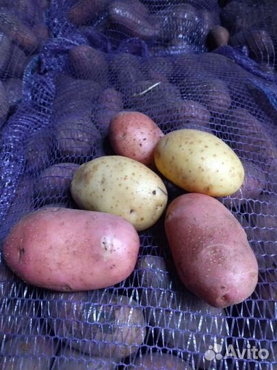 Картофель белый и розовый без болячек крупная
