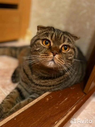 Синди ищет семью