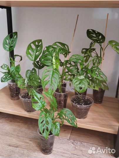 Монстера Манки