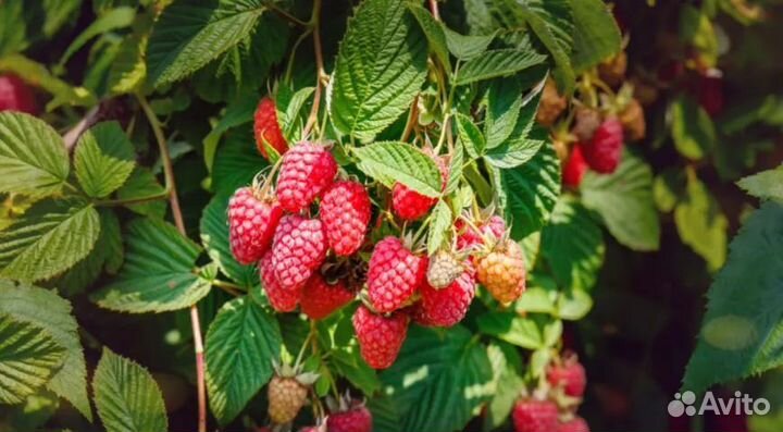 Саженцы ежевики, малины сортовые