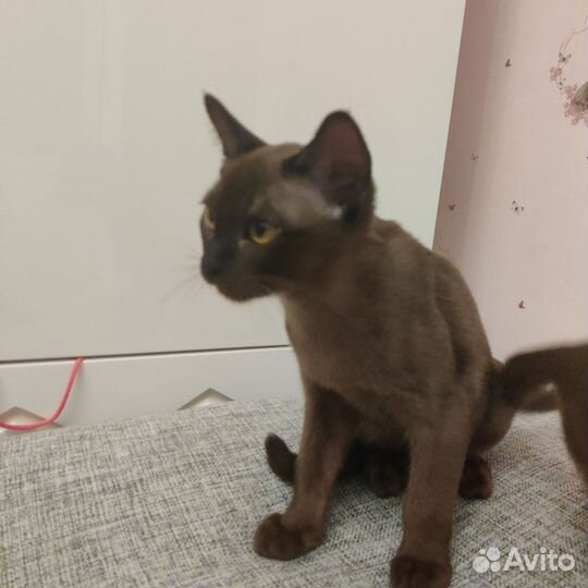 Бурманские котята