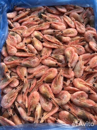 Креветка северная