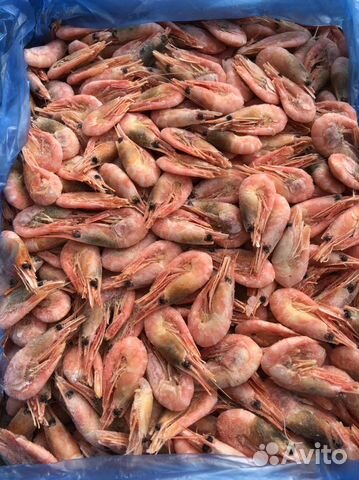 Креветка северная