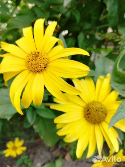 Семена многолетних цветов