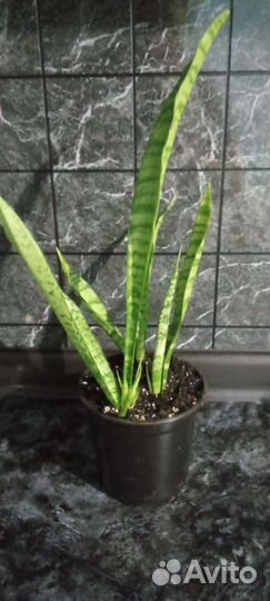 Сансевиерия