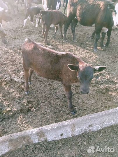Быки на племя.корова телята.овцы.бараны