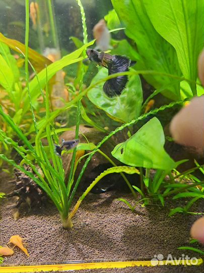 Гуппи metallik snake skin blue tail