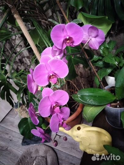 Орхидея