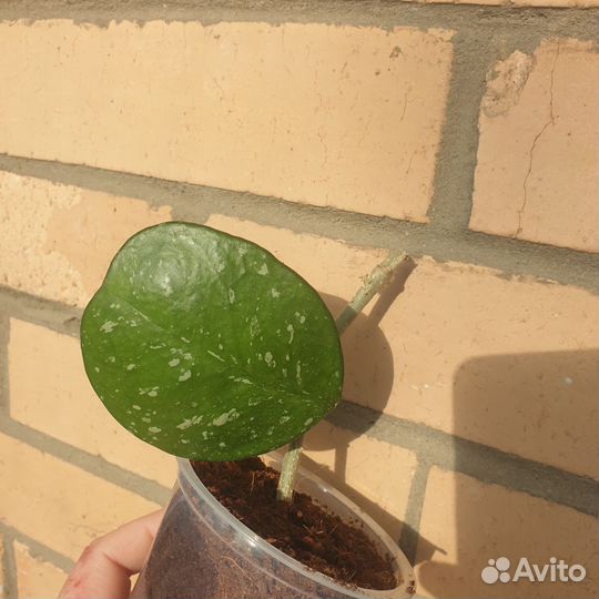 Хойя обовата сплеш